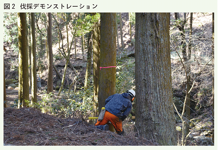 伐採デモンストレーション